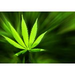 WEBLUX 42226543 Fototapeta papír Marijuana background Marihuana pozadí rozměry 184 x 128 cm