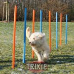 Trixie agility slalom tyče 12ks – Zbozi.Blesk.cz