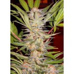 Sweet Seeds S.A.D. Fast F1 Version semena neobsahují THC 5 ks – Hledejceny.cz