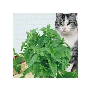 Šanta kočičí (Nepeta cataria) semena šanty - 0,1g, 150 ks S0188