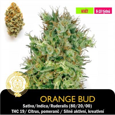 Drskunk Orange Bud Feminizováno semena neobsahují THC 1 ks – Zboží Dáma