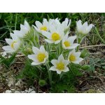 levandule-online.cz Koniklec obecný - Pulsatila vulgaris Pinwhelel White – Hledejceny.cz