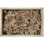 Canella Small Natural 35 ks – Hledejceny.cz
