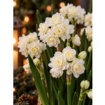 Narcis ERLICHEER - narcissus, vánoční narcis – Hledejceny.cz