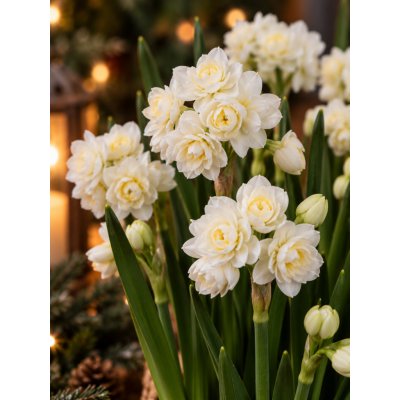 Narcis ERLICHEER - narcissus, vánoční narcis – Hledejceny.cz