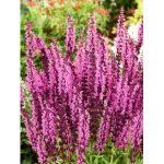 Sonnentor Šalvěj bio sypaný 50 g – Sleviste.cz