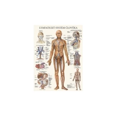 Lymfatický systém člověka 47x63cm – Zboží Mobilmania