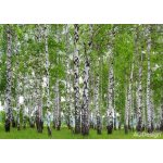 AG design FTS-1304 Papírová fototapeta Břízový les rozměry 360 x 254 cm – Hledejceny.cz