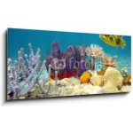 Skleněný obraz 1D panorama - 120 x 50 cm - Colorful underwater marine life seabed Barevné podvodní mořské dno mořského života – Zboží Mobilmania