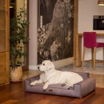 HobbyDog Pelech Glamour Fancy – Zboží Dáma