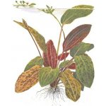 Echinodorus Ozelot – Zboží Dáma