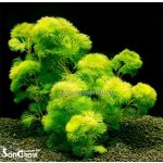 Cabomba aquatica - Kabomba vodní – Sleviste.cz