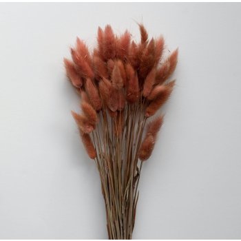 COOEE Design Dekorativní sušené květy Lagurus Rouge 200 g, růžová barva