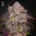 Green House Seed Gran Jefa semena neobsahují THC 1 ks – Sleviste.cz