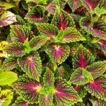 Africká kopřiva - Coleus blumei - Spacecake – Zboží Dáma