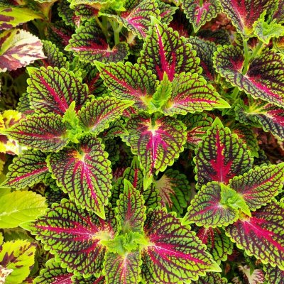Africká kopřiva - Coleus blumei - Spacecake – Zboží Dáma