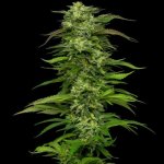 Humboldt Seed Company Dream Queen AUTO semena neobsahují THC 5 ks – Zboží Dáma