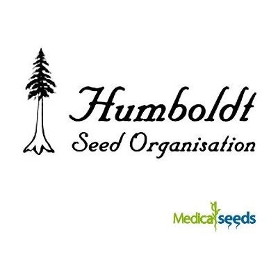 Humboldt Seed Organization Forbidden Fruit Fast semena neobsahují THC 5 ks