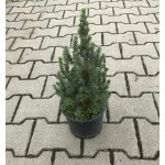 Picea glauca 'Sander's Blue' Prodejní velikost: 020/030, Velikost hrnku: 7,5 l – Hledejceny.cz