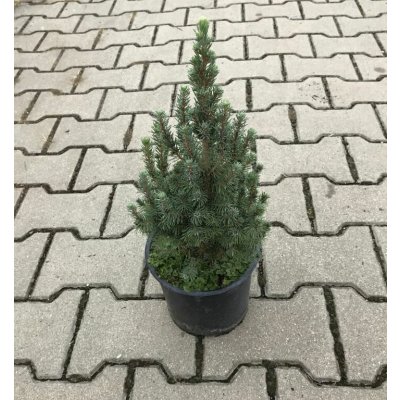 Picea glauca 'Sander's Blue' Prodejní velikost: 020/030, Velikost hrnku: 7,5 l – Hledejceny.cz