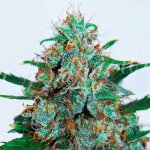 Delicious Seeds Critical Neville Haze AUTO semena neobsahují THC 3 ks – Sleviste.cz