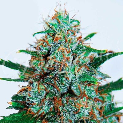 Delicious Seeds Critical Neville Haze AUTO semena neobsahují THC 3 ks – Sleviste.cz