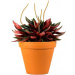 Gardners Peperomia caperata Rosso, průměr 6 cm Peperomie, pepřinec – Zboží Mobilmania