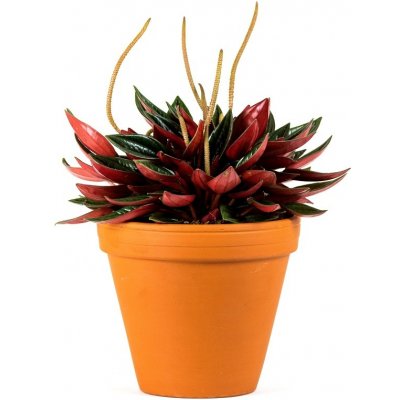 Gardners Peperomia caperata Rosso, průměr 6 cm Peperomie, pepřinec – Zboží Mobilmania