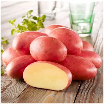 Sadbové brambory Ramona - Solanum tuberosum - 10 ks