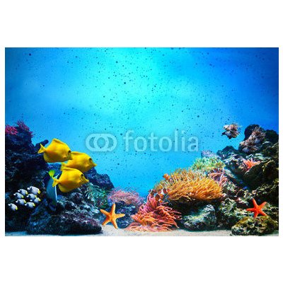 WEBLUX 52173106 Fototapeta vliesová Underwater scene. Coral reef Podvodní scéna. Korálový útes rybí skupiny v čisté mořské vodě rozměry 145 x 100 cm – Zboží Mobilmania