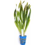 Vallisneria americana var. americana – Zboží Mobilmania