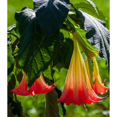 Durman krvavý - Brugmansia sanguinea - osivo durmanu - 7 ks – Hledejceny.cz