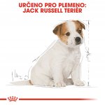 Royal Canin Jack Russell Terrier Puppy 1,5 kg – Zboží Mobilmania