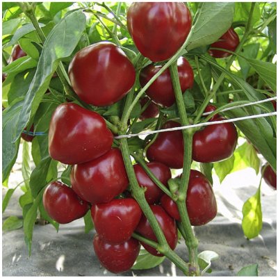 Paprika rajčatová Dumas - Capsicum annuum - prodej semen - 15 ks