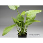 Echinodorus macrophyllus - Šípatkovec velkolistý – Zboží Mobilmania