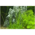 Eriocaulon cinereum – Zbozi.Blesk.cz