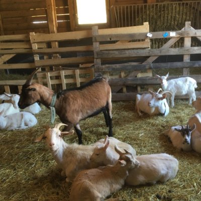 Na dva dny farmářem na Farmě Košík – Zboží Mobilmania