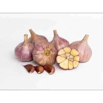 Česnek Slavin II – Zboží Dáma