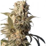 Serious Seeds AK-47 semena neobsahují THC 6 ks – Zboží Dáma