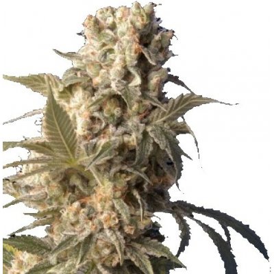 Serious Seeds AK-47 semena neobsahují THC 6 ks – Zboží Dáma