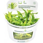 Helanthium quadricostatus – Sleviste.cz