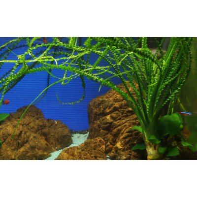 Crinum calamistratum - Křín kadeřavý – Zboží Mobilmania