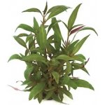 Alternanthera reineckii Rot – Hledejceny.cz