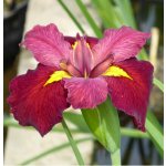 Iris 'Ann Chowning' – košík 9x9 cm – Zboží Dáma