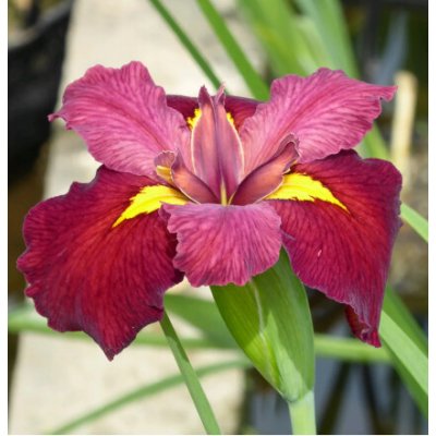 Iris 'Ann Chowning' – košík 9x9 cm – Zboží Dáma