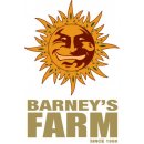 Barney's Farm Critical Kush Auto semena neobsahují THC 3 ks