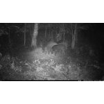 OXE Viper – Zboží Živě