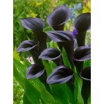 Kala 'Odessa' 1 ks – Sleviste.cz