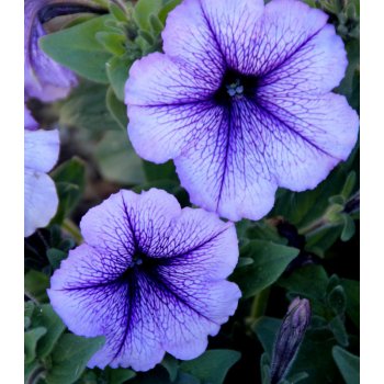 Petúnie Musica Blue Vein F1 - Petunia x grandiflora - semena petúnie - 30 ks