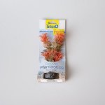 Tetra Green Cabomba 15 cm – Zboží Dáma